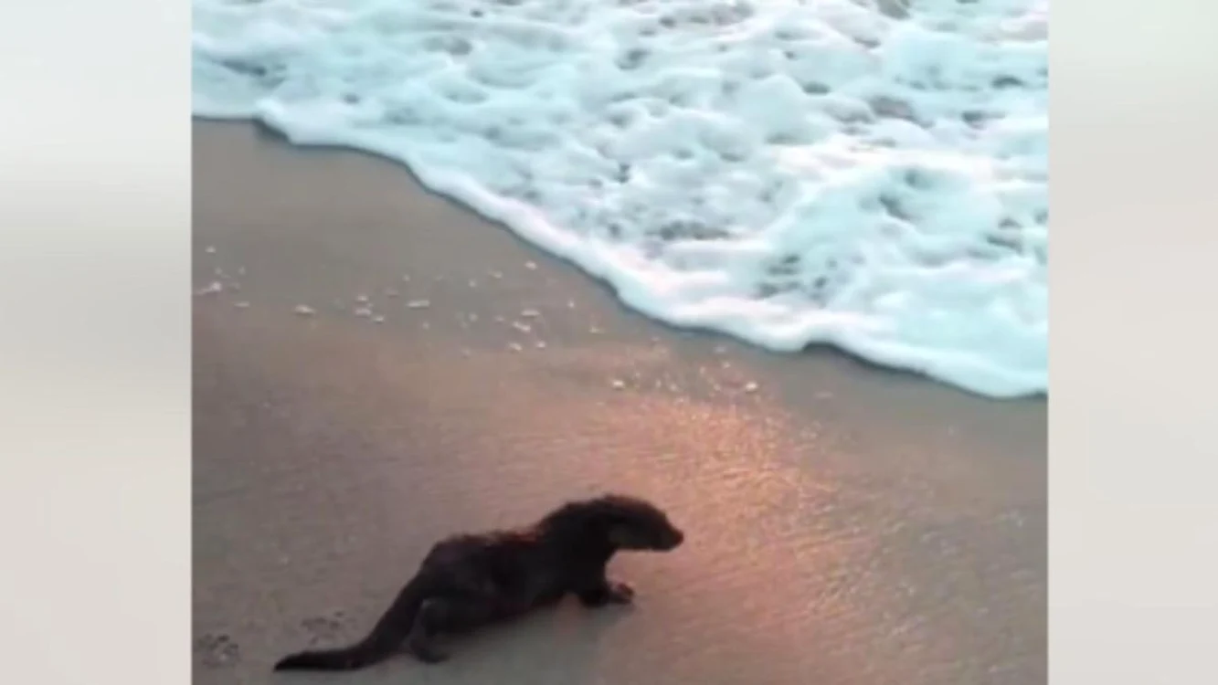 Vidra care a fost în vizită în Eforie Nord / foto: captură video
