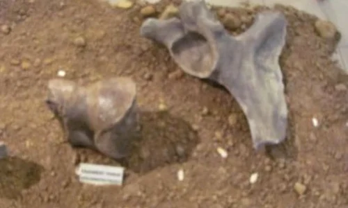 Muzeul de Istorie din Constanţa vă invită la o lecţie de istorie jpeg