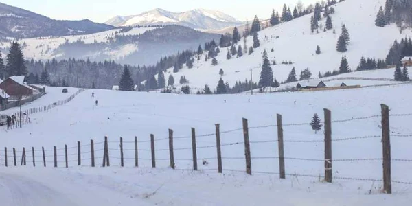 schior bistrita 1