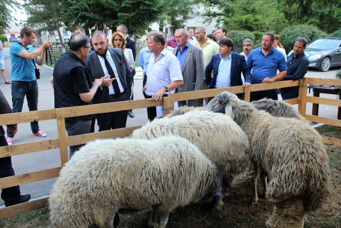 Oficialii din Qatar se arată interesaţi de oile din România FOTO Cosmin Zamfirache