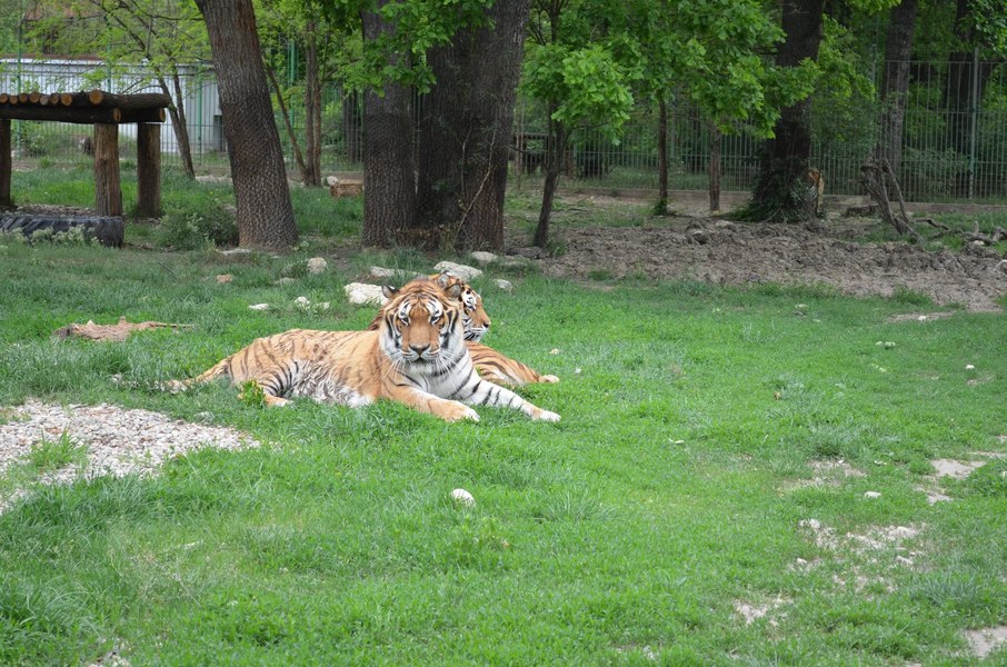 Greșeala făcută de angajatul ucis de un tigru la Grădina Zoologică Pitești    