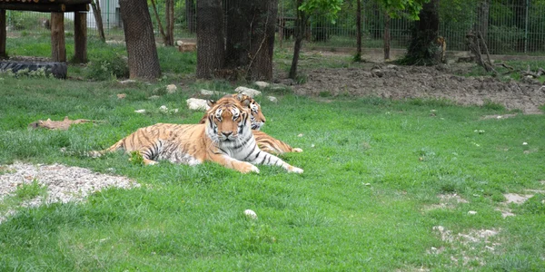 tigru zoo pitesti 02 foto Primaria Pitesti jpg