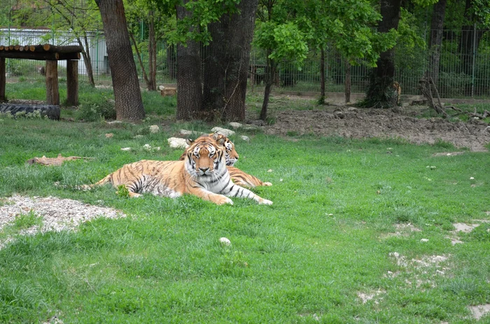 Tigrul l-a mușcat de cap pe angajat FOTO Grădina Zoologică Pitești
