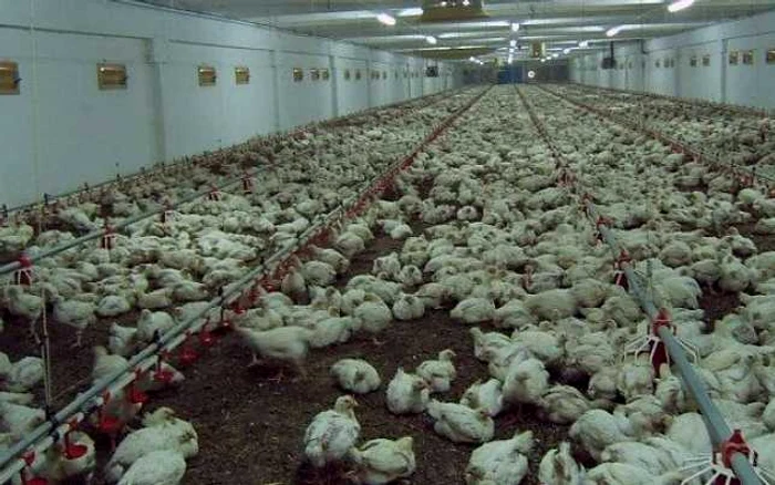 Fermă de păsări