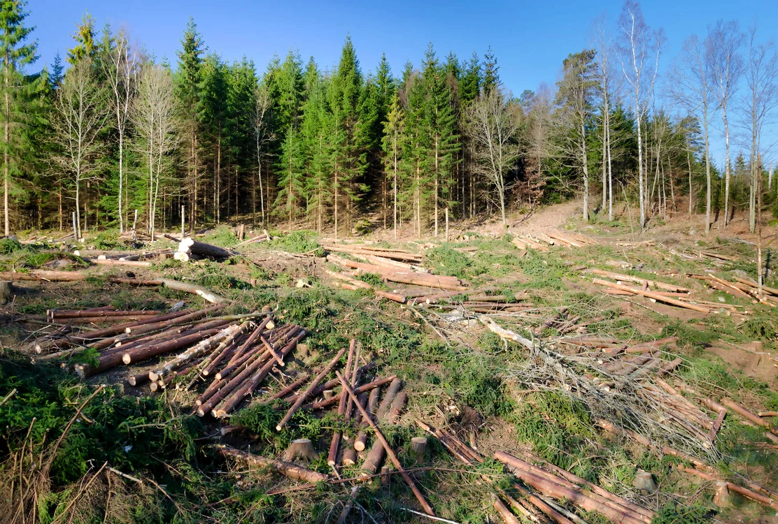 Sute de hectare de pădure au fost puse la pământ în ultimii ani
