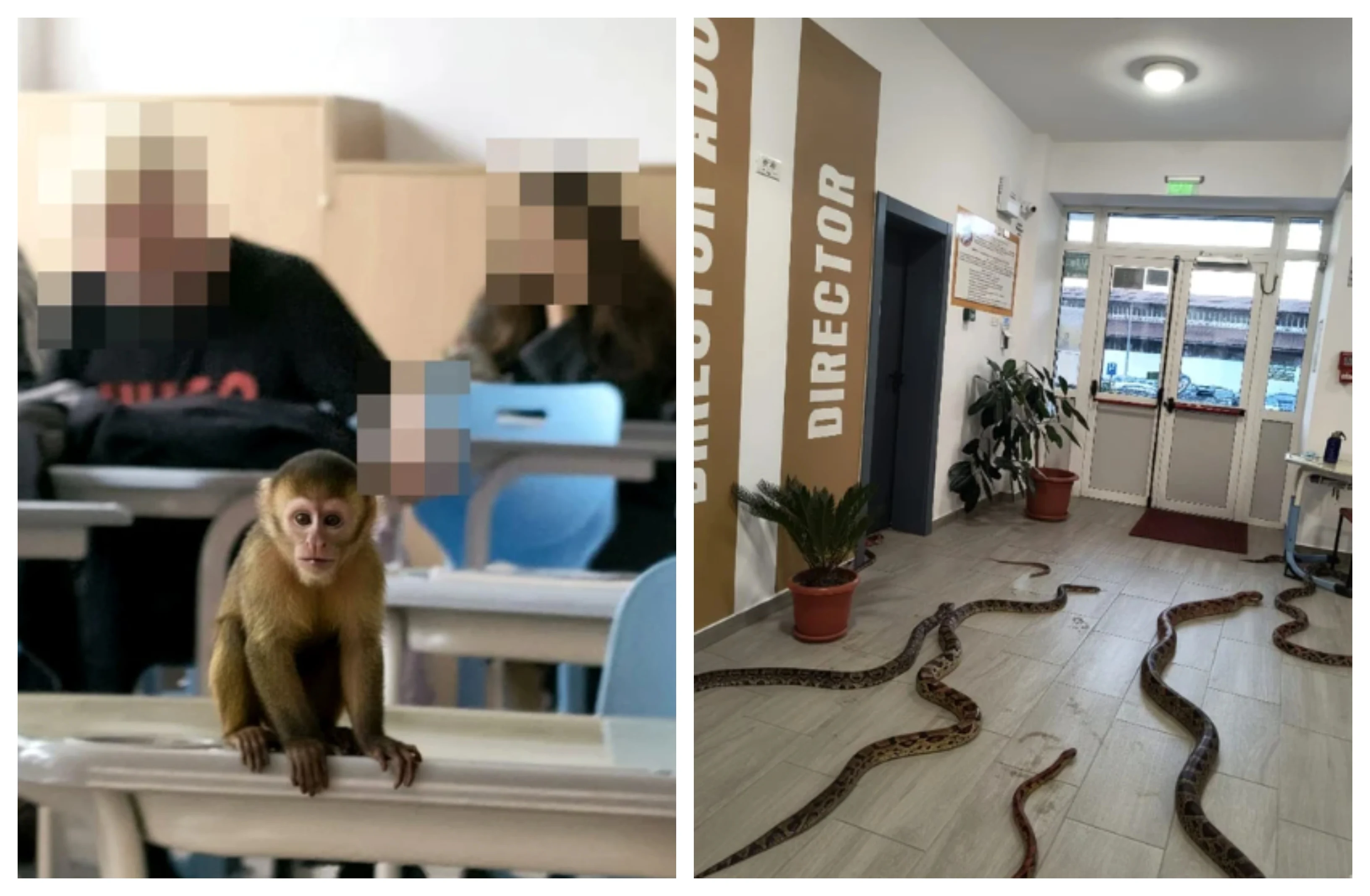 Maimuță pe bănci și șerpi pe holurile unei școli din Focșani: ce riscă elevii care au speriat profesorii cu imaginile AI