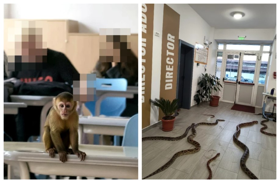 Maimuță pe bănci și șerpi pe holurile unei școli din Focșani: ce riscă elevii care au speriat profesorii cu imaginile AI