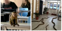 Maimuță și șerpi AI