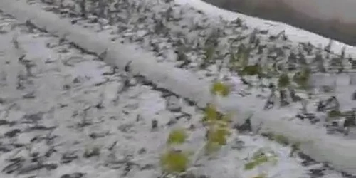 Grindina a distrus grădinile din mai multe localităţi din Dolj 