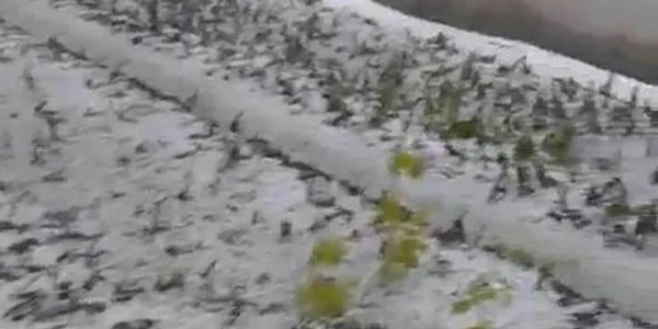 Grindina a distrus grădinile din mai multe localităţi din Dolj 