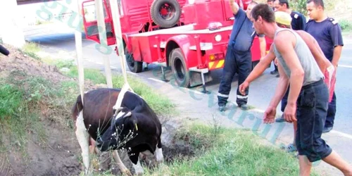 Vaca a fost scoasă la suprafaţă cu ajutorul unei scări rulante folosite pe post de macara