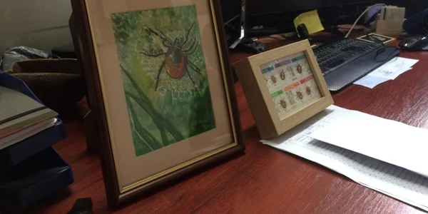 Specia de căpuşe Ixodes ricinus e cea mai răspândită la noi în ţară. 