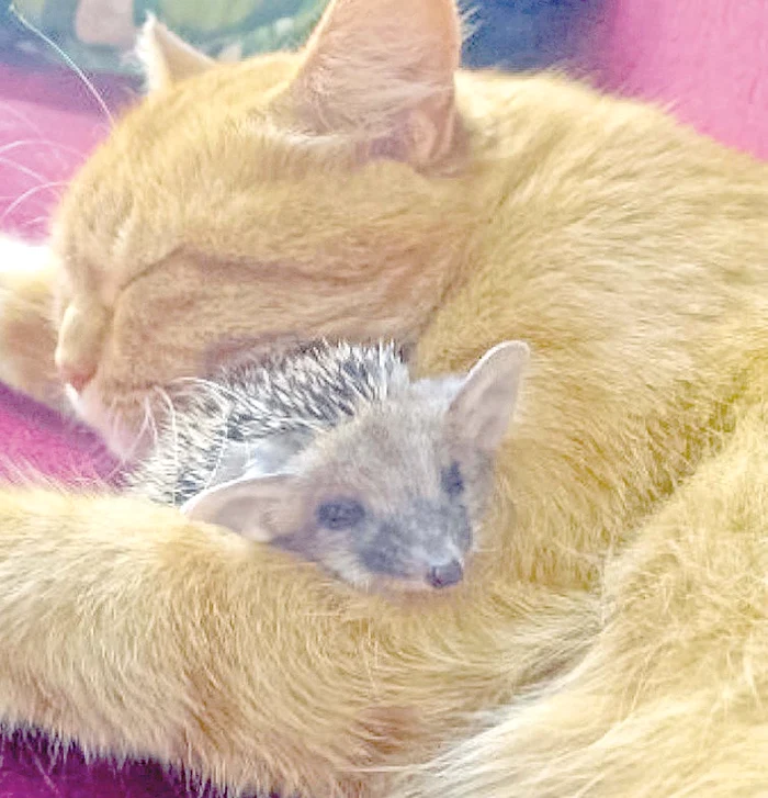 O pisică a adoptat patru pui de arici orfani