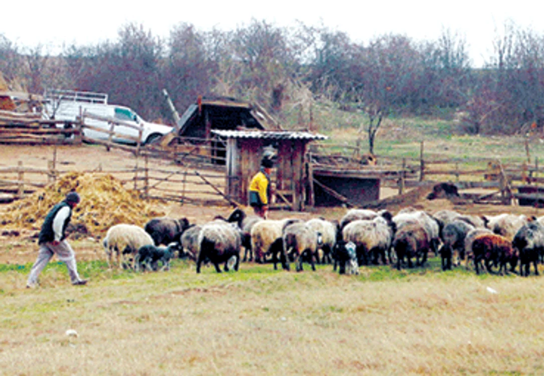 Ciobanii au avut mai multe dispute pe marginea turmei de ovine ce se afla în grija tânărului Constantin