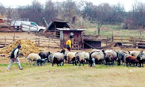 Ciobanii au avut mai multe dispute pe marginea turmei de ovine ce se afla în grija tânărului Constantin gif