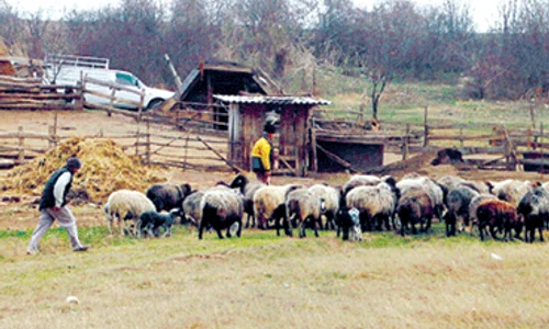 Ciobanii au avut mai multe dispute pe marginea turmei de ovine ce se afla în grija tânărului Constantin gif