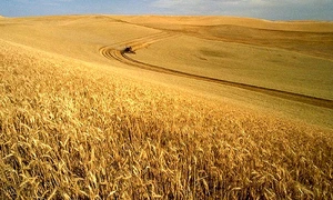 "Orice persoană din România are acces la pîine adevărată“ interviu cu Nastasia BELC jpeg