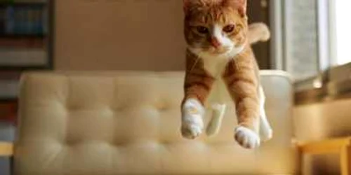 Glume cu animale FOTO bancuri-glumite.ro