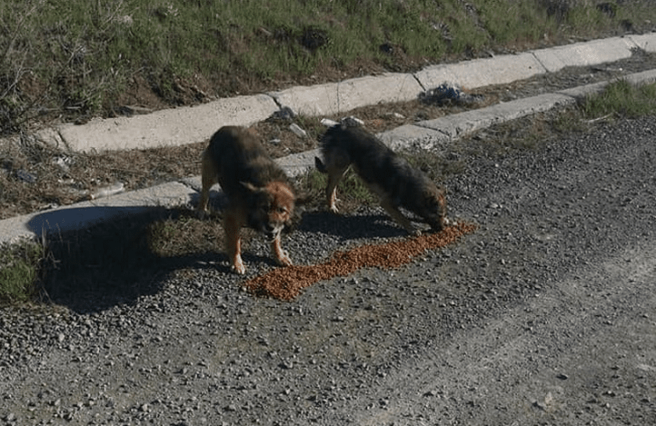 Răspunsurile ASPA la sesizările Poliției despre câinii fără stăpân 