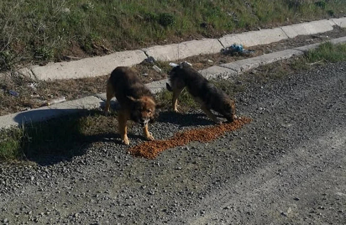 Câini vagabonzi / Foto: Arhivă