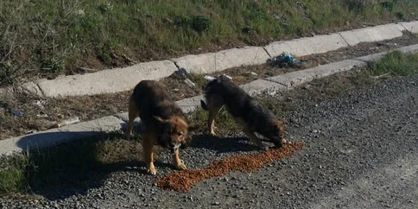 caini fara stapani vagabonzi foto fb victor vuk