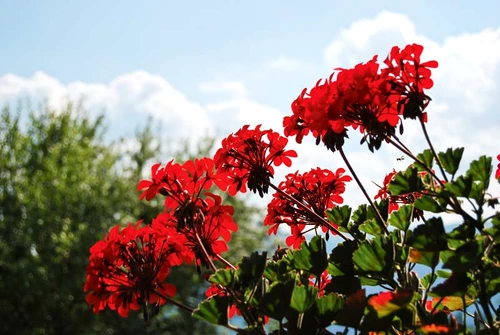 1 58147 original jpg jpeg