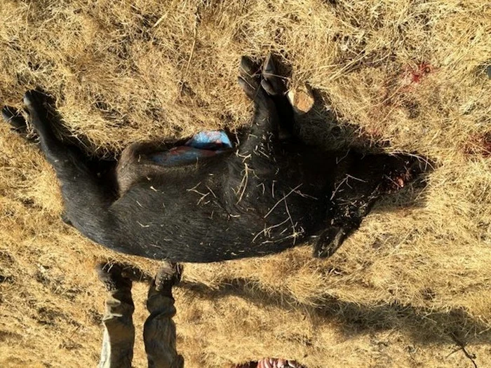 Grăsimea de sub pielea mistrețului era albastra