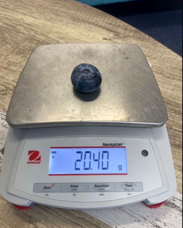 Cea mai mare afina din lume de 20,4 grame