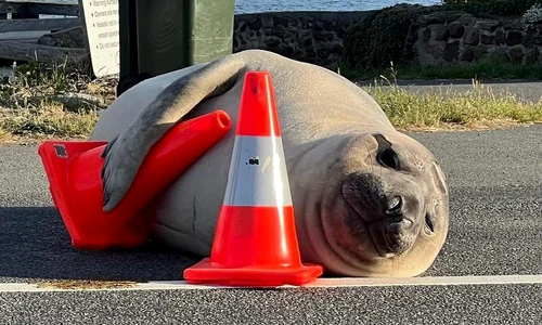 neil foca instagram jpg