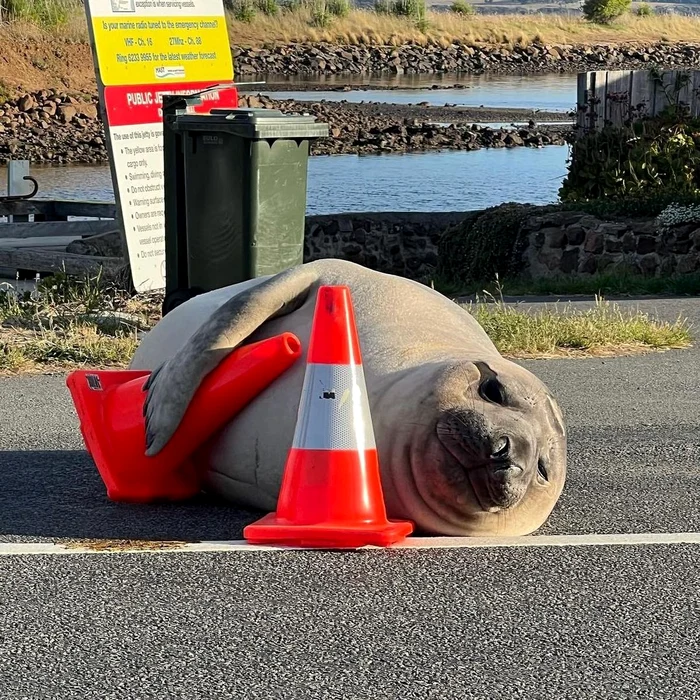 Foca Neil are o problemă cu conurile de trafic (Foto: Instagram)