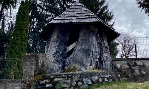 Trunchiul stejarului multisecular de pe Valea Topologului (©  Facebook /  Consiliul Județean Argeș)