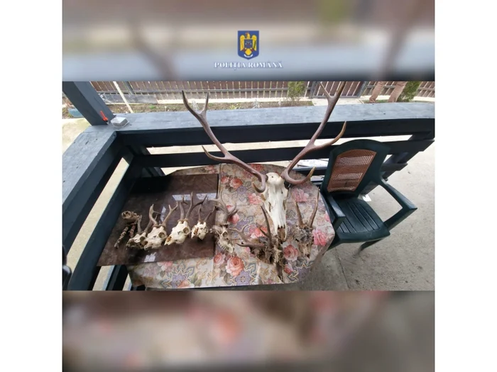 Trofee descoperite în timpul descinderii FOTO Poliția Neamț