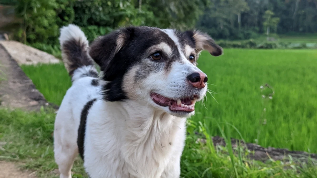 Un câine și-a salvat stăpânii de la moarte / Foto: Shutterstock