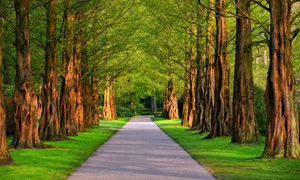 mabelamber pathway 3596034 1280 jpg