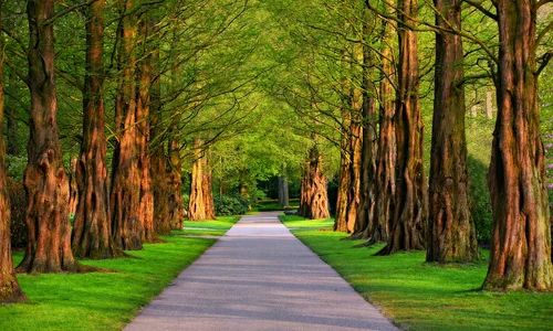 mabelamber pathway 3596034 1280 jpg