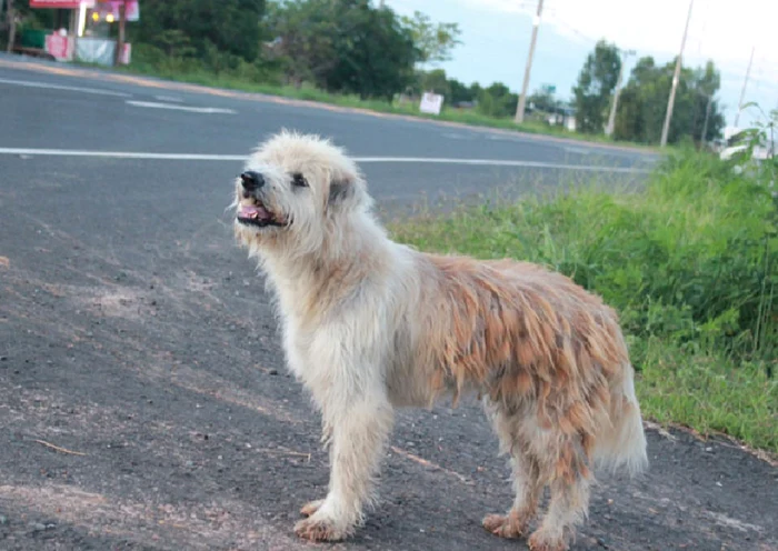 FOTO Arhivă