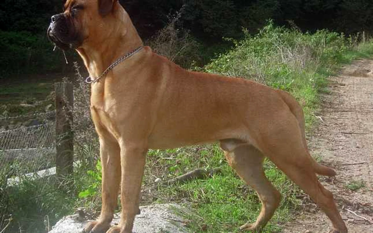 Cei mai buni câini de pază. Câine din rasa Bullmastiff. FOTO Wikipedia