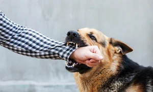 shutterstock 2553316157 jpg