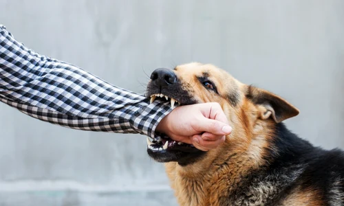 shutterstock 2553316157 jpg