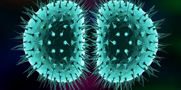 neisseria gonorrhoeae