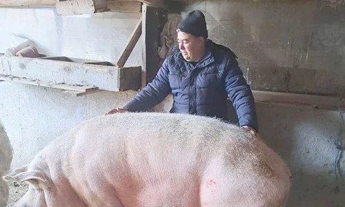 porc jpg