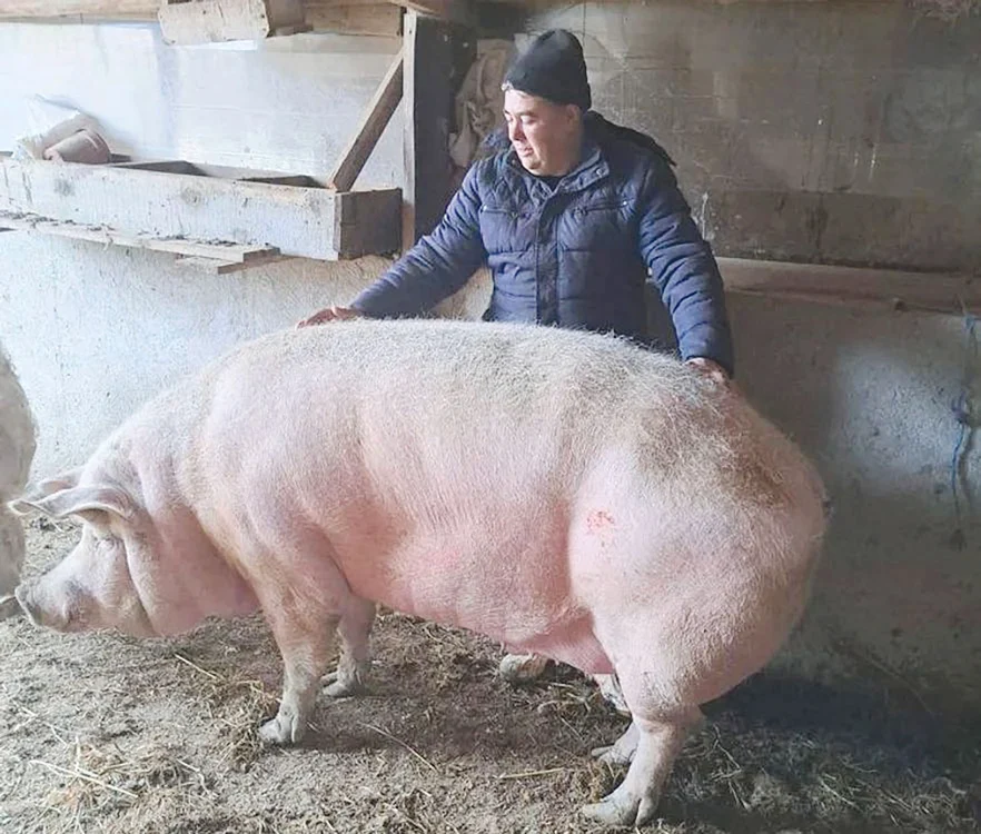 Marcel, înainte de sacrificare