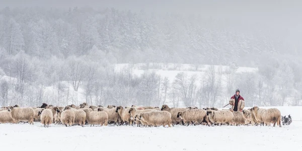Ciobănaş din Bucovina. FOTO Cătălin Urdoi