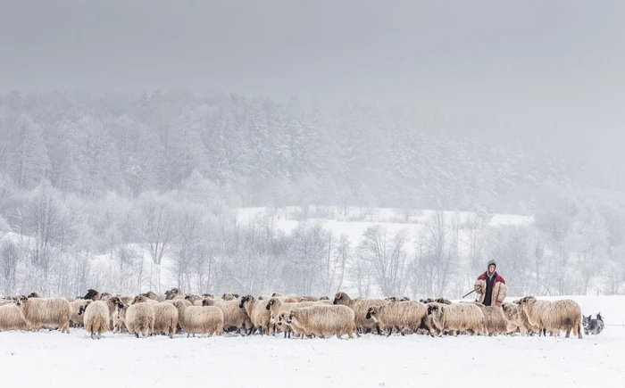 Ciobănaşul din Bucovina devenit vedetă pe site-ul celor de la National Georgraphic. FOTO Cătălin Urdoi