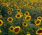 camp de floarea soarelui1 foto ovidiu optik nature photographer jpg
