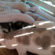 porci sibiu vinzare grupuri internet FB jpg