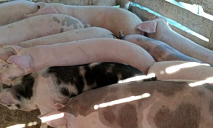 porci sibiu vinzare grupuri internet FB jpg