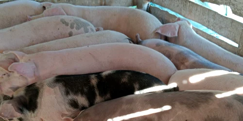 porci sibiu vinzare grupuri internet FB jpg