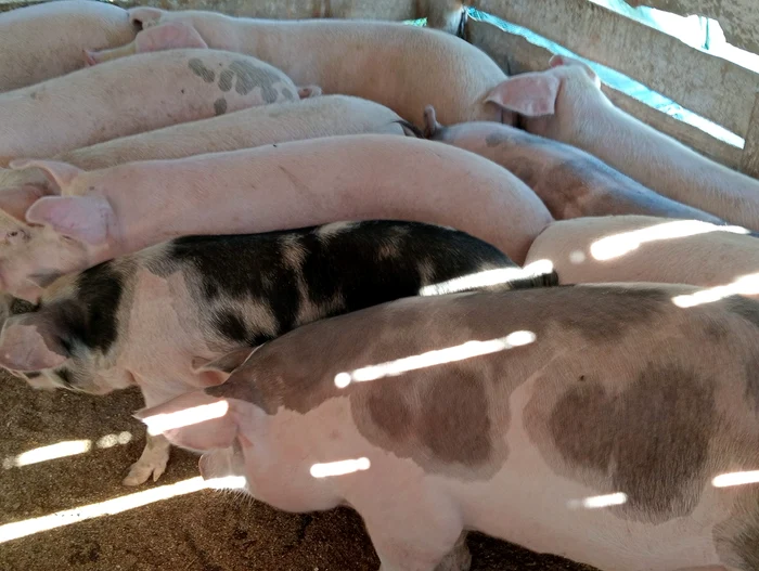 Un vânzător de Sibiu spuen că a vândut și cu 12 lei/kg FOTO: Internet/ grupuri vânzare porci