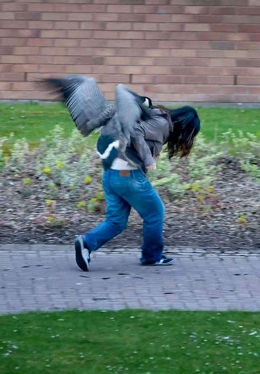 Gâştele agresive (FOTO CATERS)